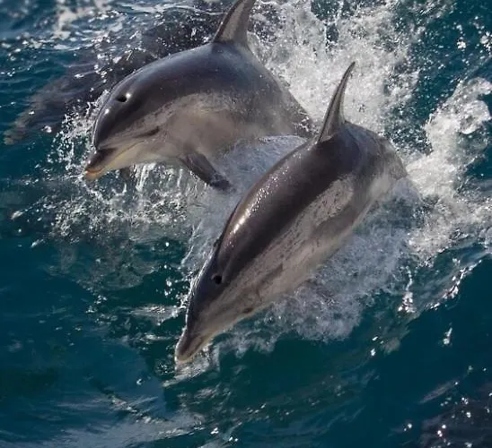 Apartment Torres De Yomely Playa Americas *